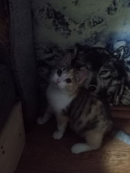 Отдам котенка в добрые руки