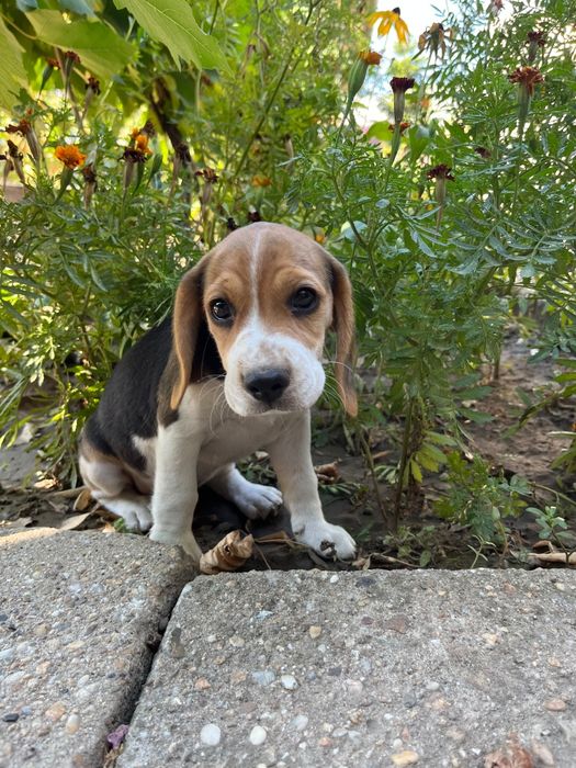Caut casa pentru 5pui beagle bicolori/tricolori