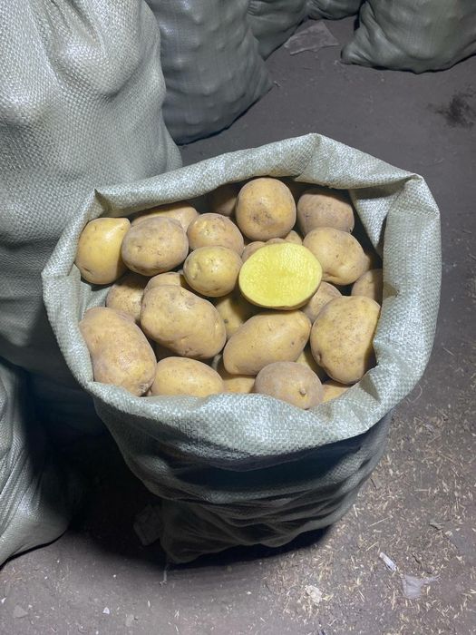 Домашний картофель