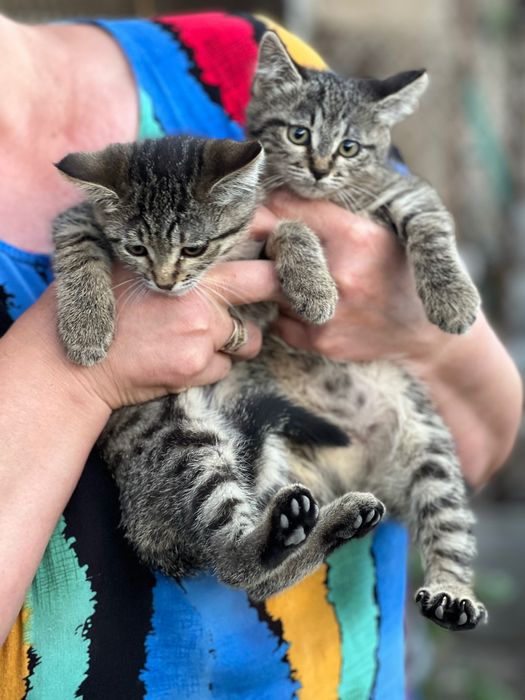 Отдам котят добрым людям