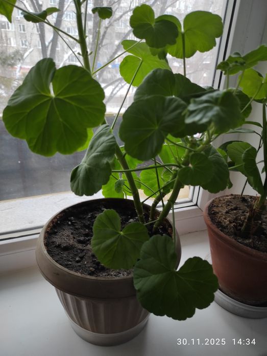 Цветы комнатные в горшках