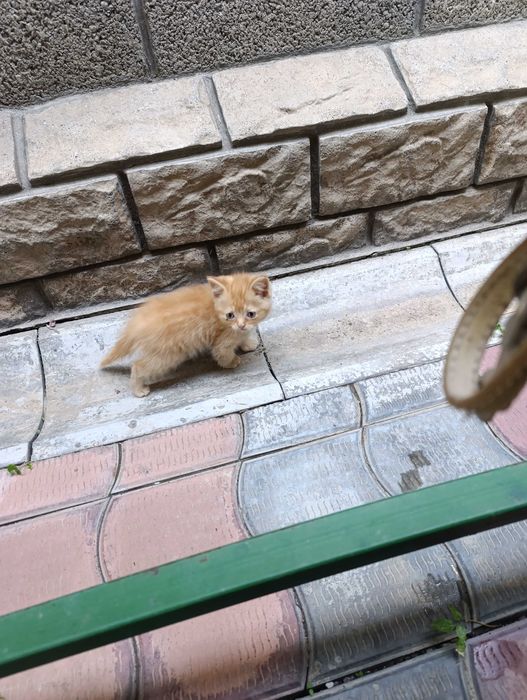 Котенок скоттиш страйт.
