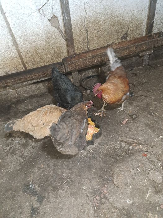 Продам домашний куры двух годовалых