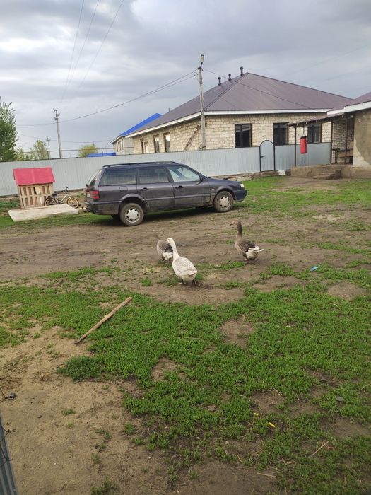 Үй қаздары сатылады