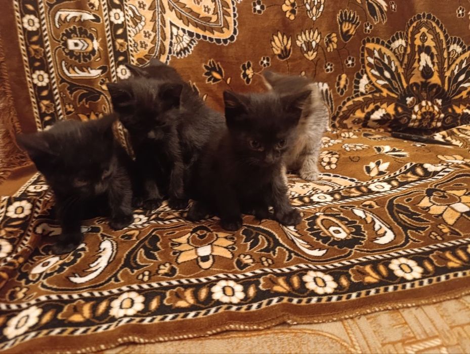 Отдам бесплатно котят