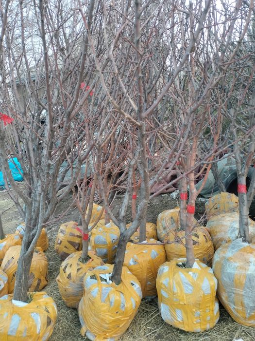 Саженцы  7-8летных