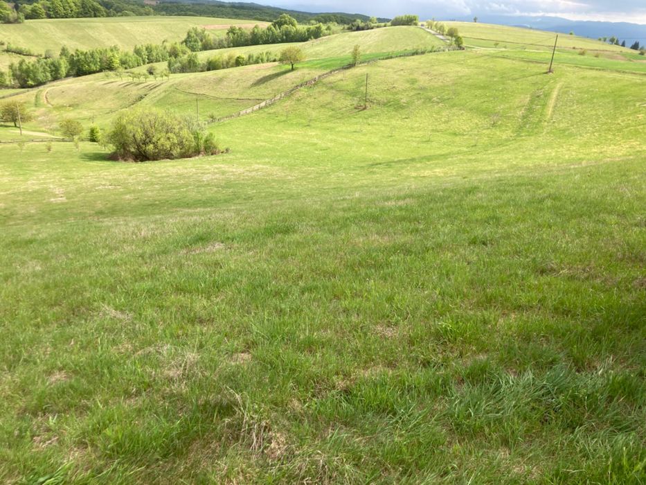 Teren intravilan in Șinteu 3 Ha