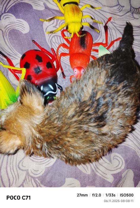 Щенок йоркширский терьер