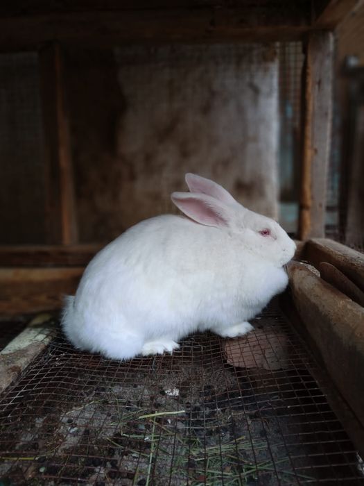 Чистый великан..