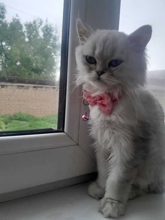 Sirbirsniy shinshila tozasiz