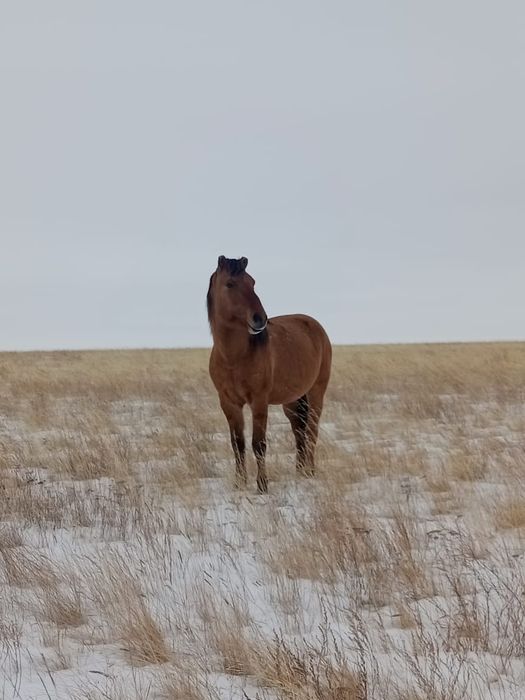 Кұла Айғыр сатылады