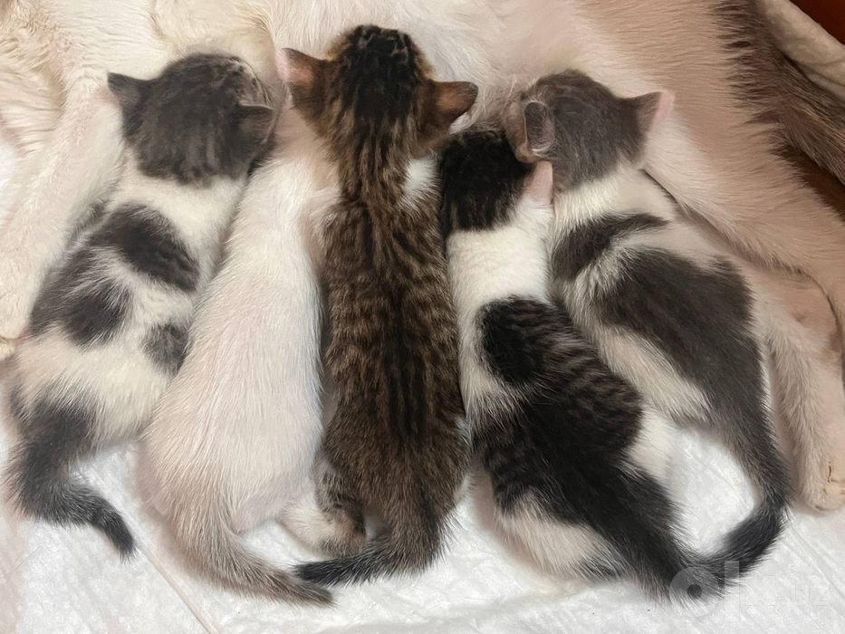 Котята в добрые руки