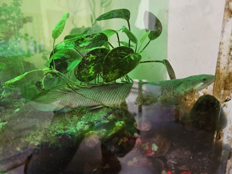 Аквариум 350 литр