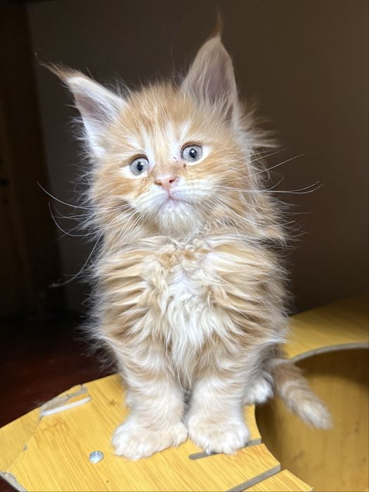 шикарные котята мейнкуны