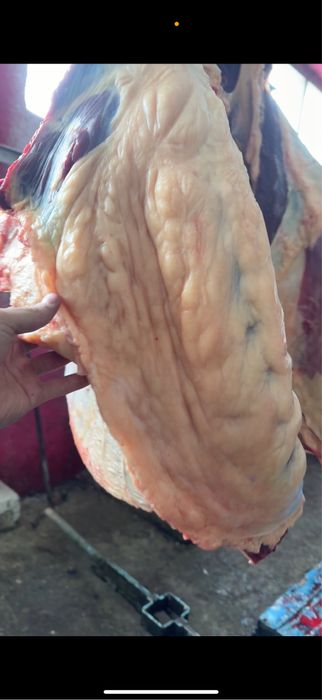 Семіз жылқылар сатылады 2-жасар құнандар, байталдар