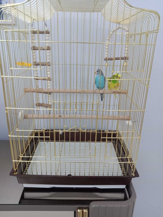 Попугаи очень красивая парочка