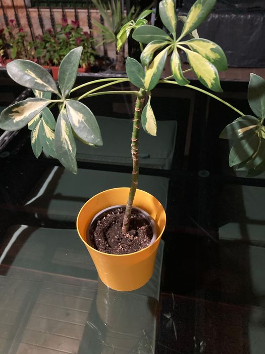 Цвете шафлера(шарена и Юка в саксия