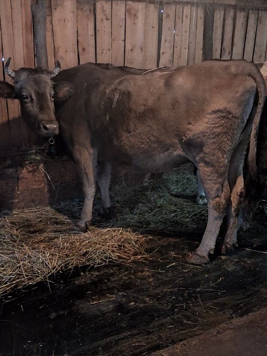 Vând 2 vaci gestante