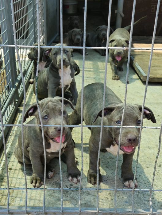 ТОП Американско були хл American bully xl ABKC