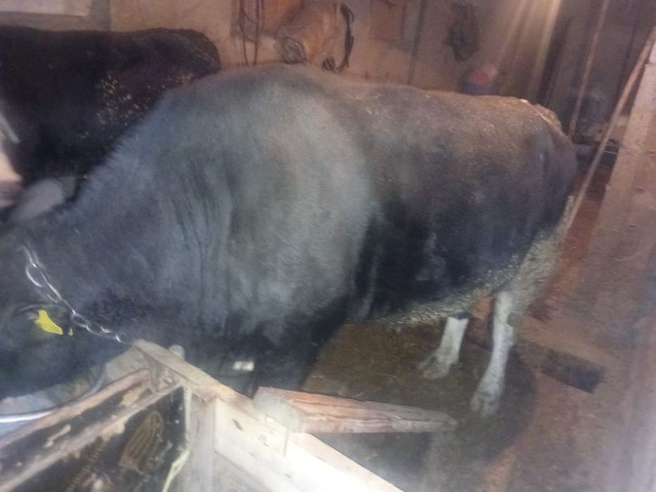 Продаются быки 2 годовалые