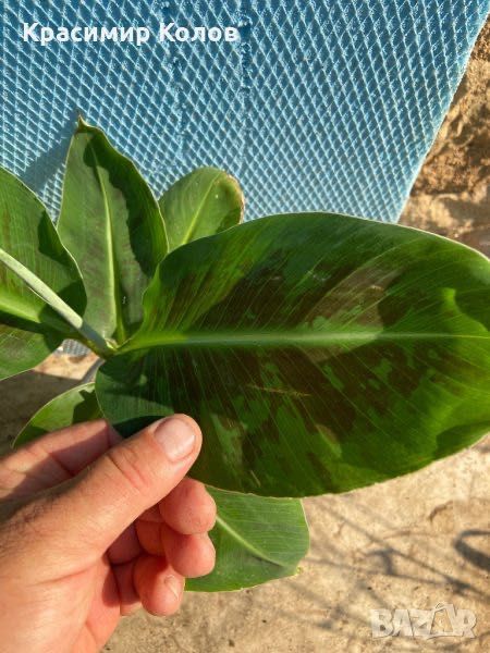 Банан ядлив джудже, Musa acuminata 'Dwarf Cavendish', растения