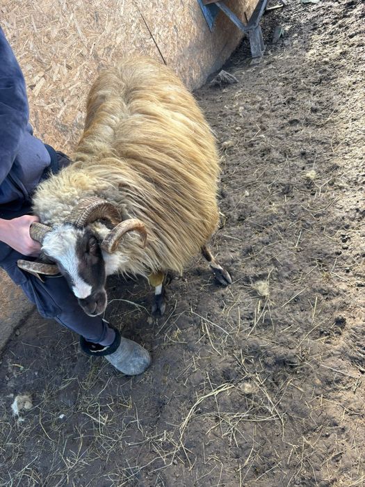 Vând berbec breaz, de 2 ani.