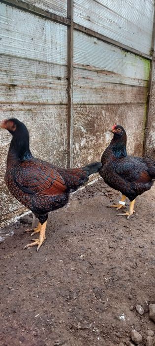 Vând ouă pt.incubat din rasa Uriași combatant