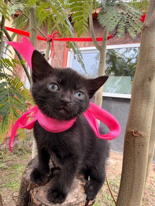 Pisici adorabili spre adopție