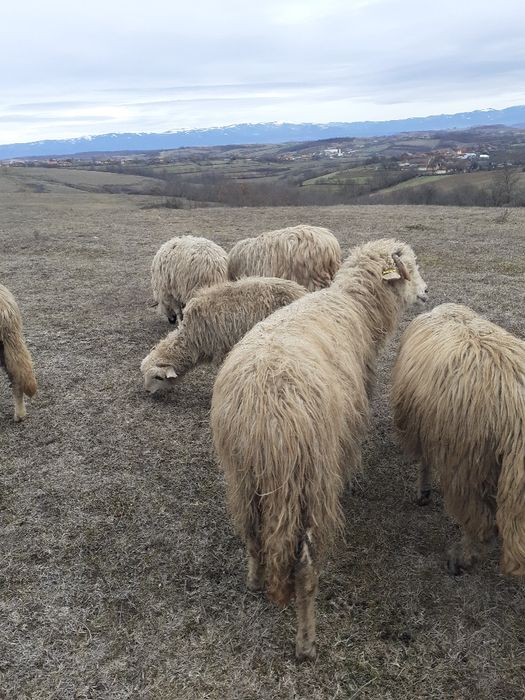 De vânzare 2 oi reforme și un berbec tânăr