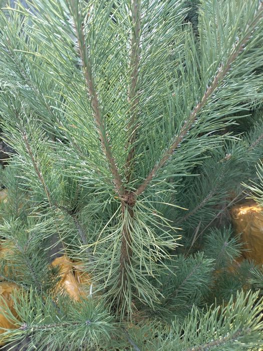 Сосна Обыкновенная