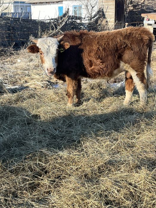 Еркек подсостар сатылады