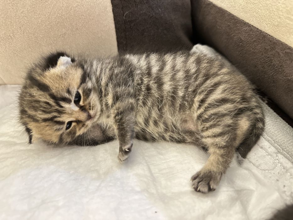 Британская кошечка девочка