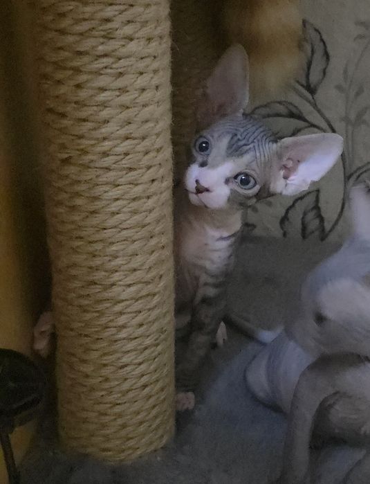 Продам котят канадского сфинкса
