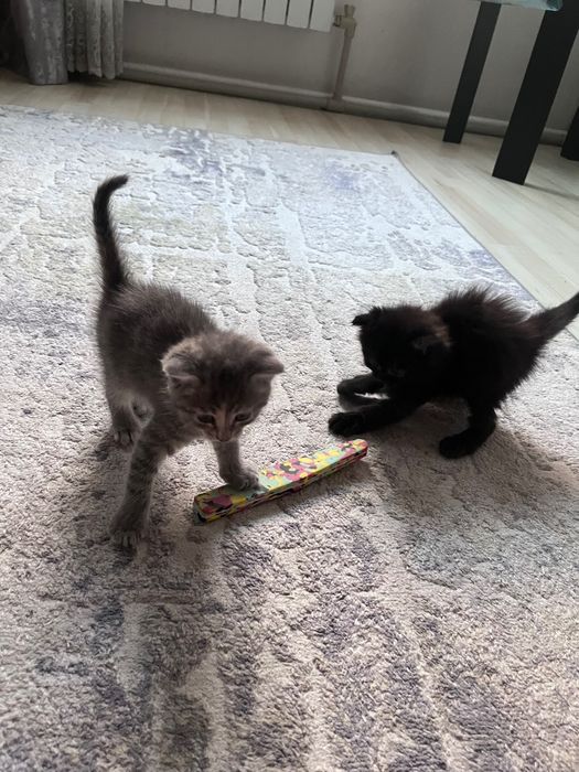 Голубоглазые котята