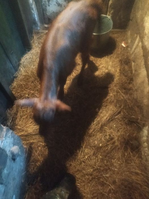 Продам телочку 120.000