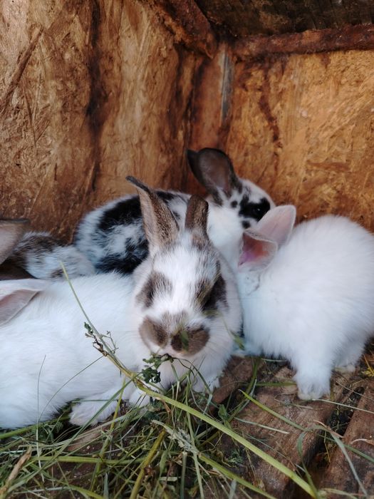 Vand pui de iepure de 1 luna