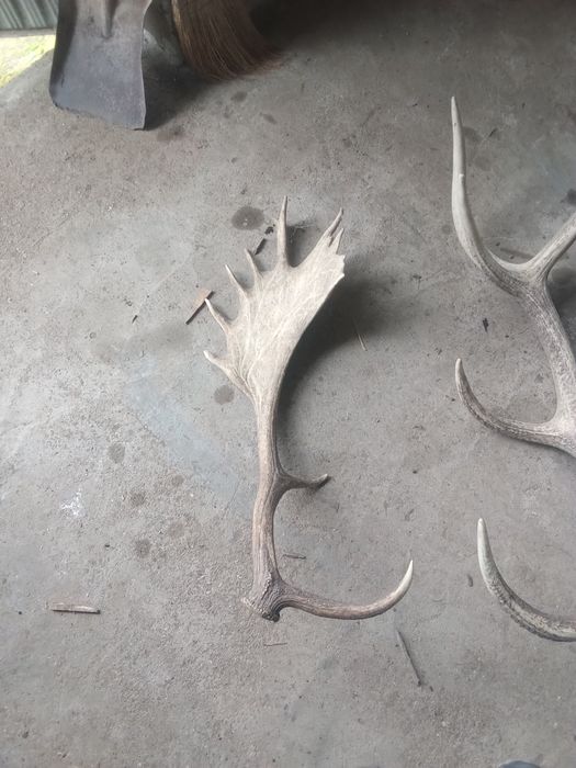 Еленови рога еленски рога