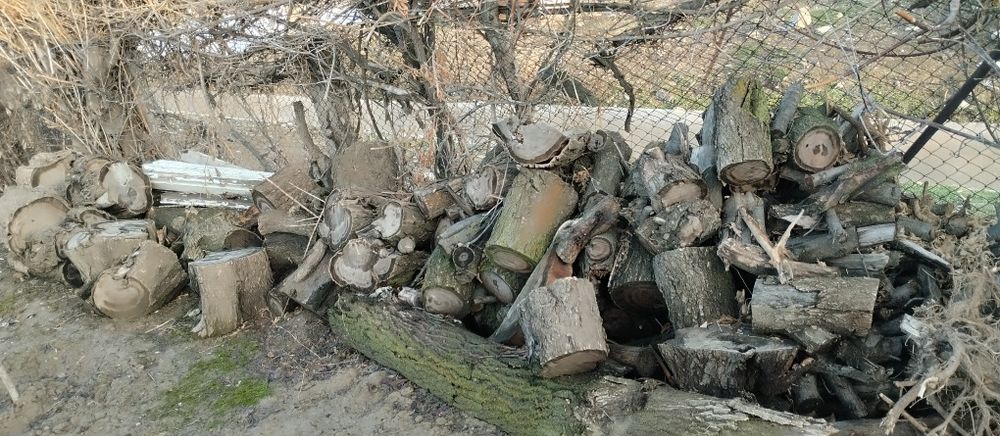 Дрова продам абрикос