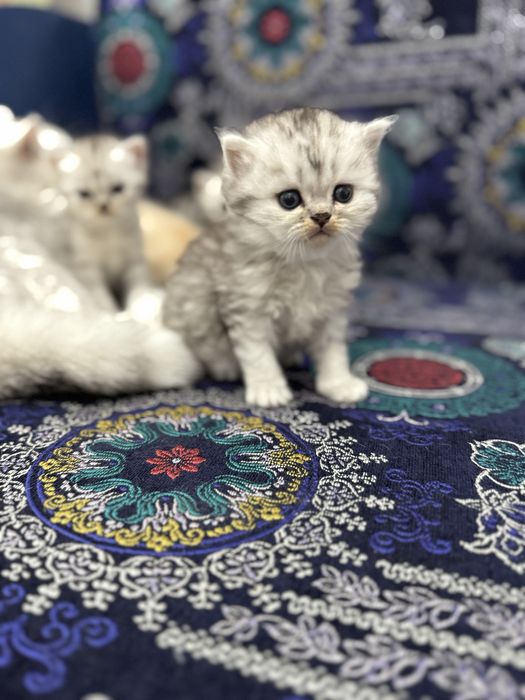 Продам котенка девочку