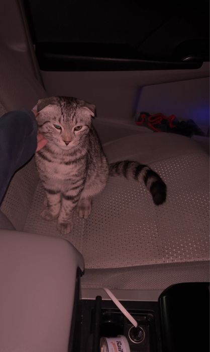 Шотландский кот пародисты