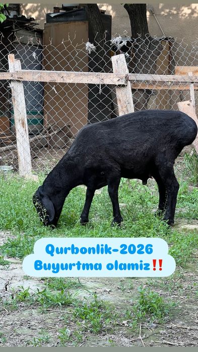 Qurbonlik-2026‼️tirik qo’ylar (tirik vaznga)