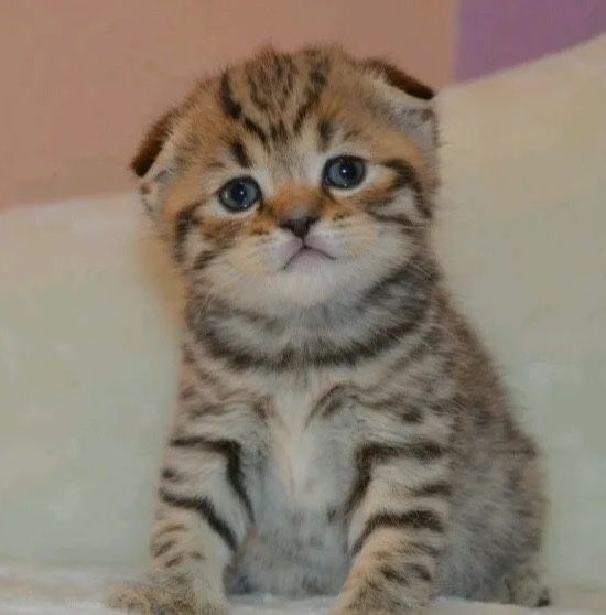 Шотландские котята Престиж