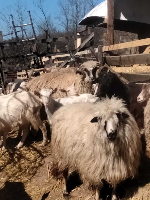 Vand berbeci si tapi