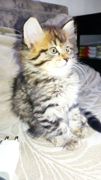 Мы близняшки два мальчика