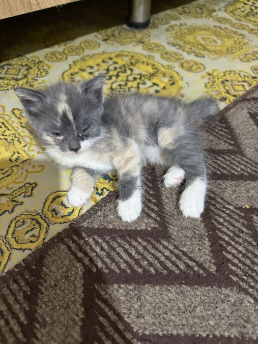 Скоттиш страигхт+турецкий ван