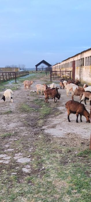 Vând 3 țapi de montă și 12 capre gestante