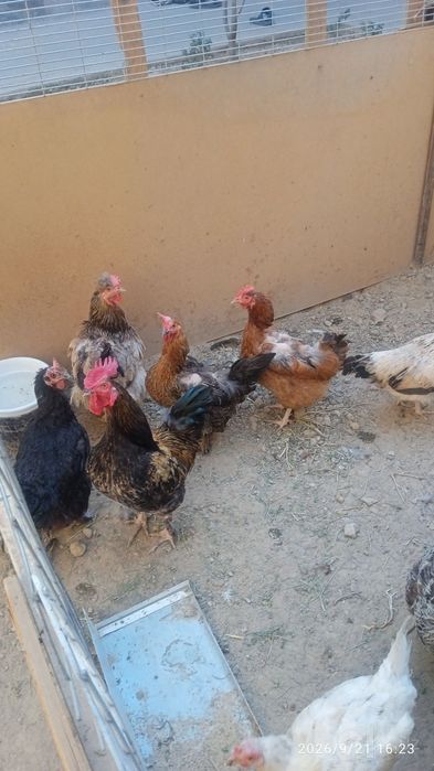 Tovuq  xoroz paranda