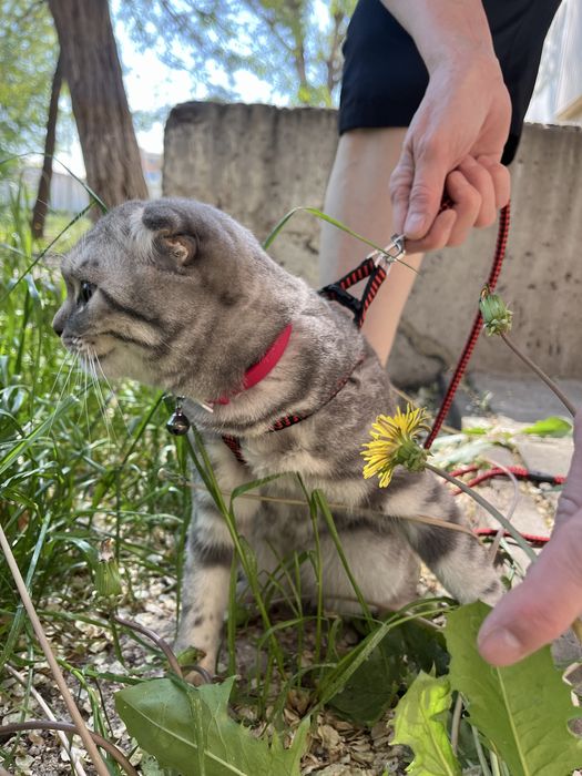 продается кошка вислоухая
