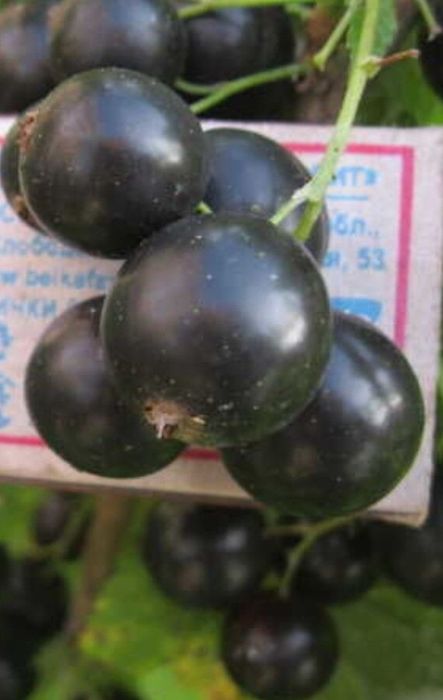 Продам саженцы чёрной смородины.