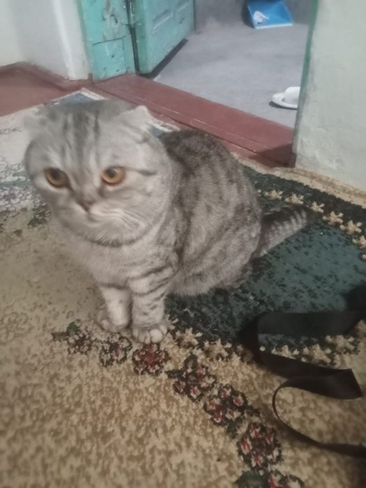 Срочно продам кота
